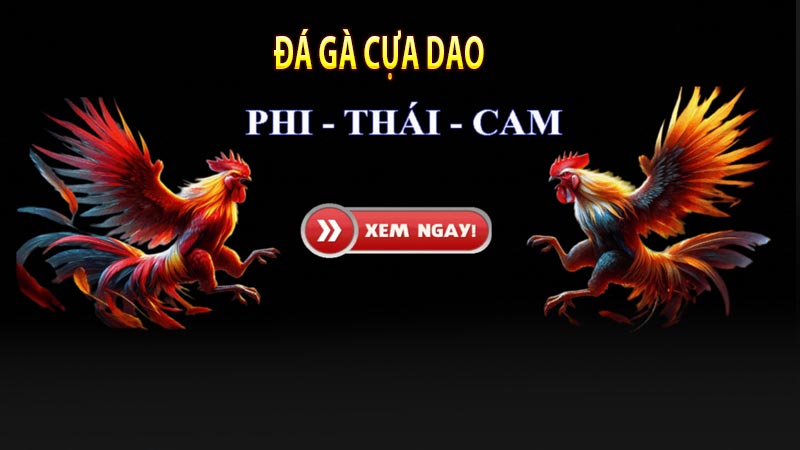 Có thể dễ dàng coi gà cựa dao giao chiến trên mạng