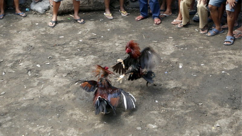 Trận đấu gà đá Peru