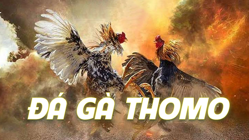 Đá gà Thomo bắt nguồn từ đâu?